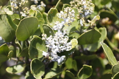 Olea capensis capensis