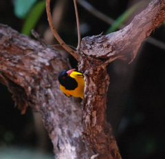 Oriolus xanthornus