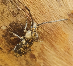 Anthribidae
