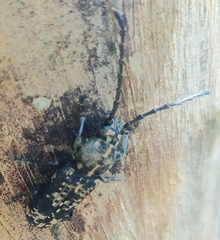 Anthribidae
