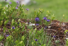 Phyteuma hemisphaericum