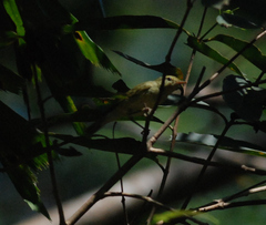 Phylloscopus