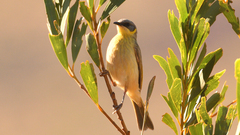 Ptilotula keartlandi