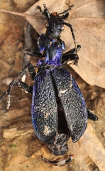 Carabus intricatus