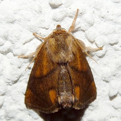 Apoda limacodes