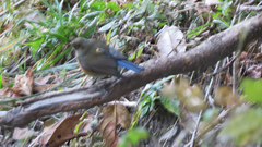 Tarsiger rufilatus