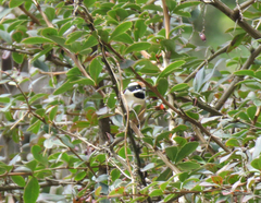 Aegithalos concinnus