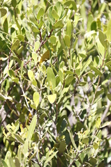 Olea europaea cuspidata