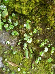Hydrocotyle setulosa