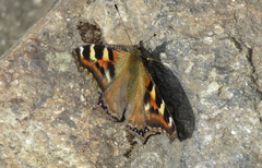 Aglais caschmirensis