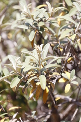 Tarchonanthus littoralis