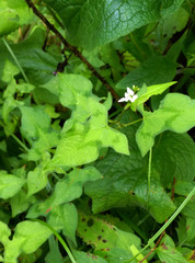 Persicaria biconvexa