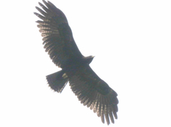 Ictinaetus malaiensis
