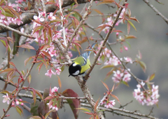 Parus monticolus