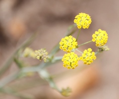 Bupleurum mundii