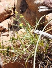 Bupleurum mundii
