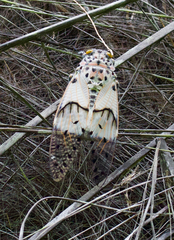 Ayuthia spectabile