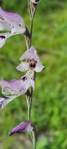 Gladiolus unguiculatus image