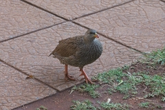 Pternistis natalensis