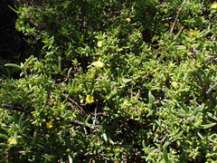 Delosperma versicolor