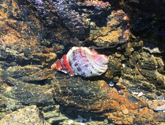 Ranella australasia