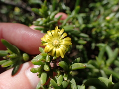 Delosperma versicolor