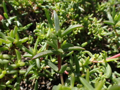 Delosperma versicolor