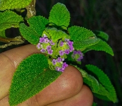 Lantana trifolia