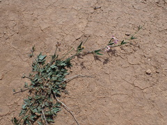 Dolichos hastiformis