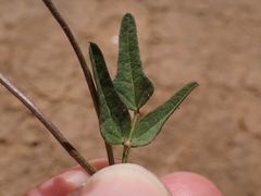 Dolichos hastiformis