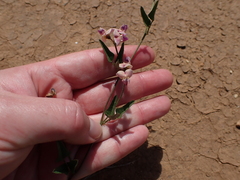 Dolichos hastiformis