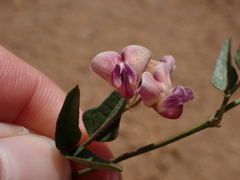 Dolichos hastiformis