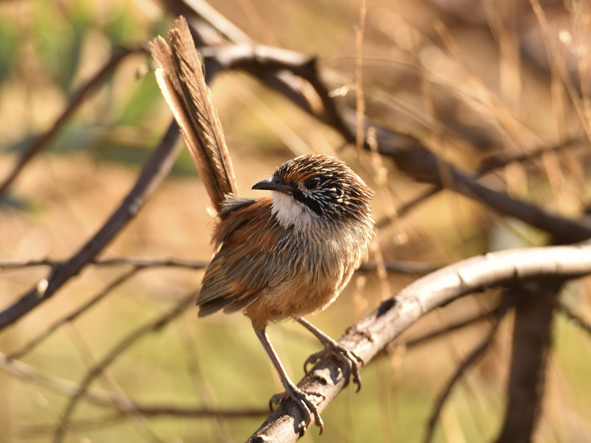 Rufous Grasswren illustration