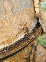 Apis mellifera scutellata