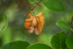 Combretum zeyheri
