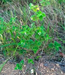 Lantana trifolia