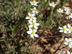 Spergularia media