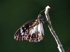 Danaus affinis affinis