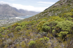 Leucadendron coniferum