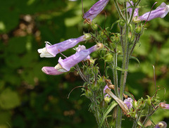 Penstemon hirsutus
