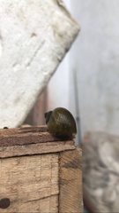 Gastropoda