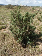 Salsola kali