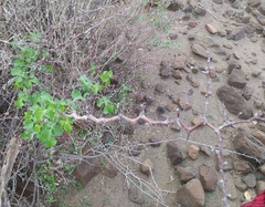 Burseraceae