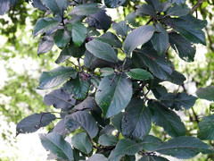 Ehretia dicksonii