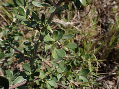 Searsia longispina