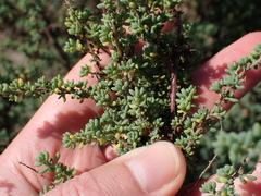 Salsola kali