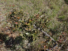 Searsia longispina