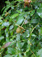 Rubus fraxinifolius