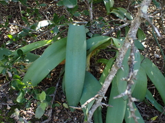 Haemanthus coccineus