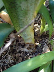 Haemanthus coccineus